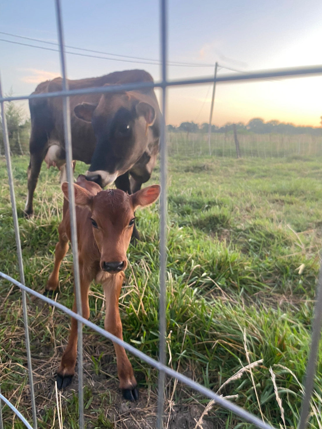 Chapter Four: So We Bought A Cow